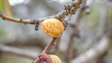 Primer plano o macro de una almendra del tipo Marcona con cascara en un arma del árbol antes de...