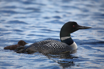 Eistaucher / Common Loon / Gavia immer..