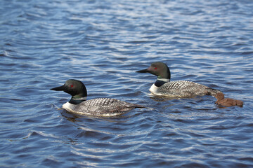 Eistaucher / Common Loon / Gavia immer..