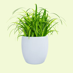 Grass plant in white ceramic pot 3d rendering