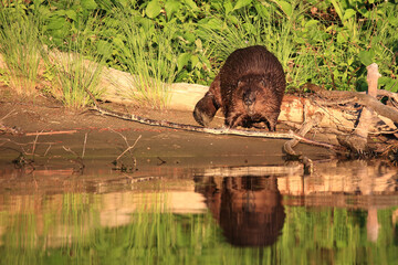 Biber / Beaver / Castor fiber © Ludwig