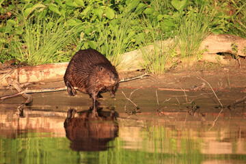 Biber / Beaver / Castor fiber