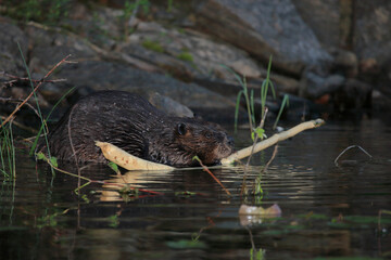 Biber / Beaver / Castor fiber