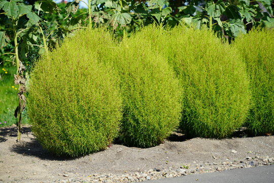 kochia