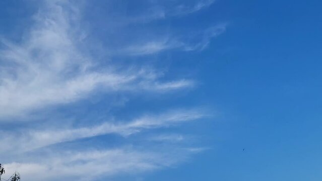 Fast little swifts fly low against a cloudy sky