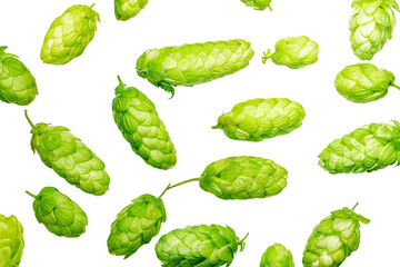 Hop cones are isolated on a white background pattern.