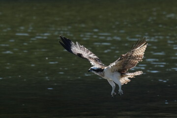 osprey in a forest