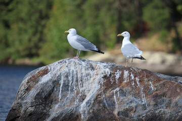 Kanadamöwe oder Amerikanische Silbermöwe / American herring gull or Smithsonian gull / Larus smithsonianus