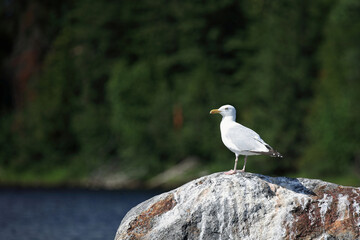 Kanadamöwe oder Amerikanische Silbermöwe / American herring gull or Smithsonian gull / Larus smithsonianus