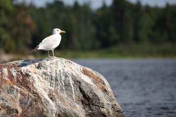 Kanadamöwe oder Amerikanische Silbermöwe / American herring gull or Smithsonian gull / Larus smithsonianus