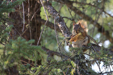 Östliches Grauhörnchen / Eastern gray squirrel / Sciurus carolinensis