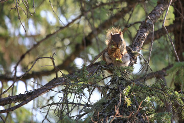 Östliches Grauhörnchen / Eastern gray squirrel / Sciurus carolinensis