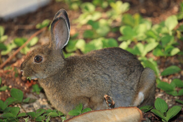 Wildkaninchen / Wild Rabbit / Oryctolagus cuniculus