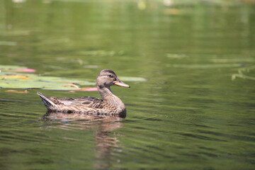 Stockente / Mallard / Anas platyrhynchos