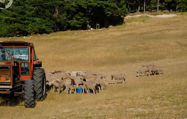 Sheep are near the old red tractor. A flock of sheep drink water on a hot day. The foot of Mont Ventoux in Provence, France.