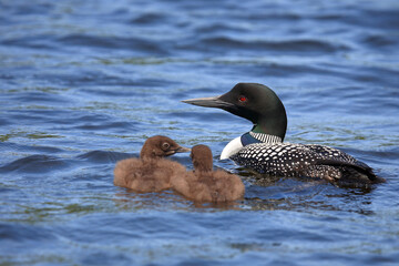 Eistaucher / Common Loon / Gavia immer..