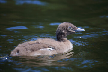 Eistaucher / Common Loon / Gavia immer..