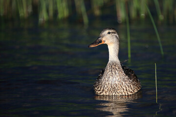 Stockente / Mallard / Anas platyrhynchos.