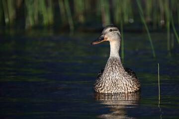 Stockente / Mallard / Anas platyrhynchos.