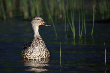Stockente / Mallard / Anas platyrhynchos.