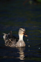 Stockente / Mallard / Anas platyrhynchos.