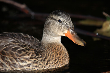 Stockente / Mallard / Anas platyrhynchos.
