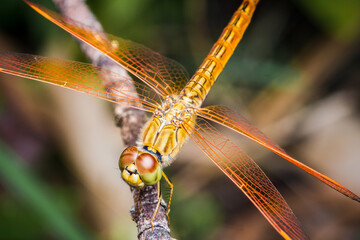 Close up of Yellow Dragonfly perched on a tree branch, dry wood and nature background, Selective focus, insect macro, Colorful insect in Thailand.