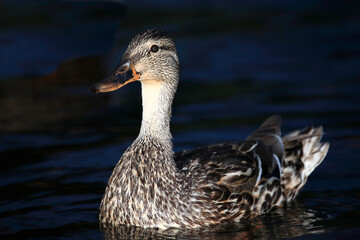 Stockente / Mallard / Anas platyrhynchos.