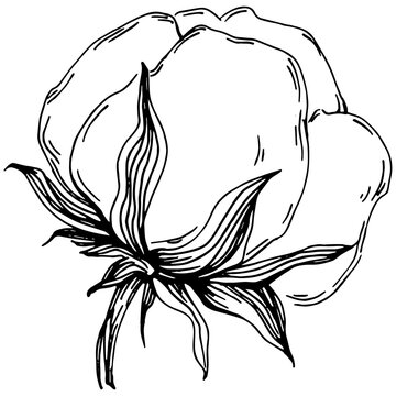 Vector cotton summer. Isolated botanical flower, leaves. Black and white engraved sketch ink art. Leaf plant botanical garden floral foliage. Wildflower drawing leaf illustration element.