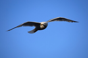 Kanadamöwe oder Amerikanische Silbermöwe / American herring gull or Smithsonian gull / Larus smithsonianus.