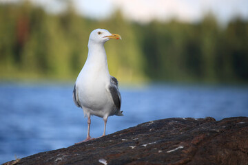 Kanadamöwe oder Amerikanische Silbermöwe / American herring gull or Smithsonian gull / Larus smithsonianus