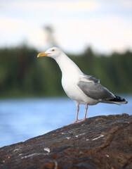 Kanadamöwe oder Amerikanische Silbermöwe / American herring gull or Smithsonian gull / Larus smithsonianus