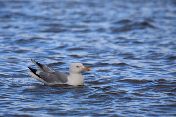 Fototapeta premium Kanadamöwe oder Amerikanische Silbermöwe / American herring gull or Smithsonian gull / Larus smithsonianus