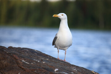 Kanadamöwe oder Amerikanische Silbermöwe / American herring gull or Smithsonian gull / Larus smithsonianus