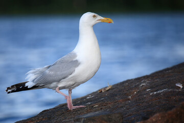 Kanadamöwe oder Amerikanische Silbermöwe / American herring gull or Smithsonian gull / Larus smithsonianus