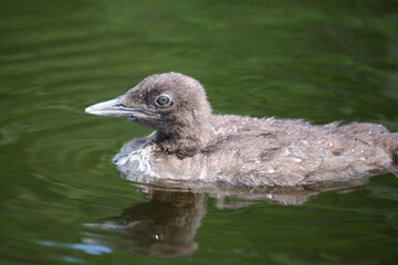 Eistaucher / Common Loon / Gavia immer..