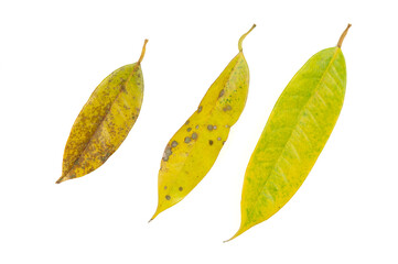 Fototapeta premium Yellow leaf spot mold in durian tree isolated on white background, problem of agriculture in Thailand, nature background, small to big leaves