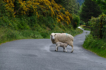 A sheep suckling her lamb on the middle of a tarmac road in the wicklow mountains