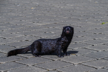 wet American mink (Neogale vison) on a paved road in Carlow, Ireland