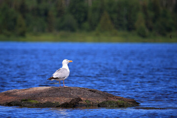 Kanadamöwe oder Amerikanische Silbermöwe / American herring gull or Smithsonian gull / Larus smithsonianus