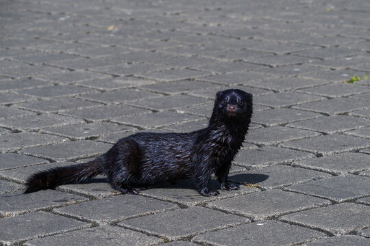 wet American mink (Neogale vison) on a paved road in Carlow, Ireland