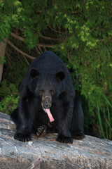 Verletzter Schwarzbär / Injured Black bear / Ursus americanus