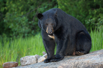 Obraz na płótnie Canvas Schwarzbär / Black bear / Ursus americanus