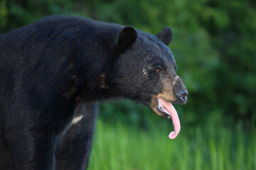 Fototapeta premium Verletzter Schwarzbär / Injured Black bear / Ursus americanus