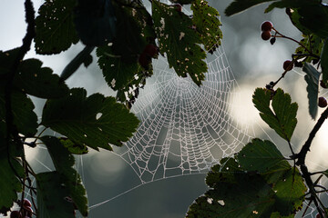 A spider web between leaves in the early morning light has thousands of tiny glittering dewdrops...