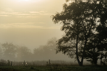 A pasture with trees and a hegde glows with mist in the early morning light