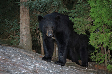 Fototapeta na wymiar Verletzter Schwarzbär / Injured Black bear / Ursus americanus