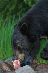 Schwarzbär / Black bear / Ursus americanus