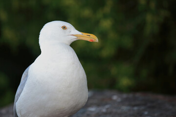 Kanadamöwe oder Amerikanische Silbermöwe / American herring gull or Smithsonian gull / Larus smithsonianus
