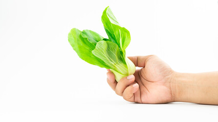 Bok choy, green fresh Chinese cabbage on hand isolated on white background
